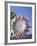 King Protea with Blue Sky, Maui, Hawaii, USA-Darrell Gulin-Framed Photographic Print