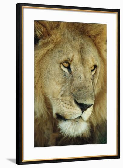 King's Gaze-Staffan Widstrand-Framed Giclee Print