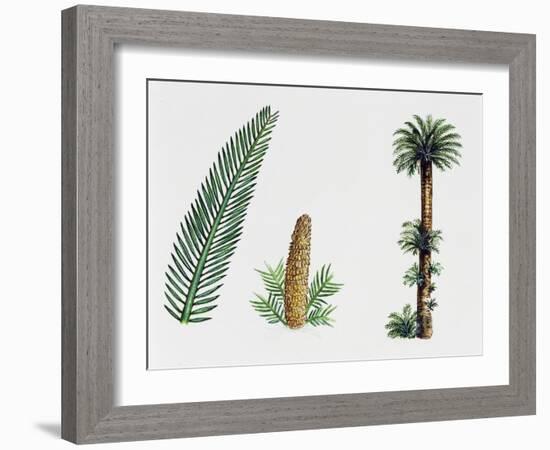 King Sago, Sago Cycad or Japanese Sago Palm (Cycas Revoluta), Cycadaceae, Tree, Leaves and Fruit-null-Framed Giclee Print