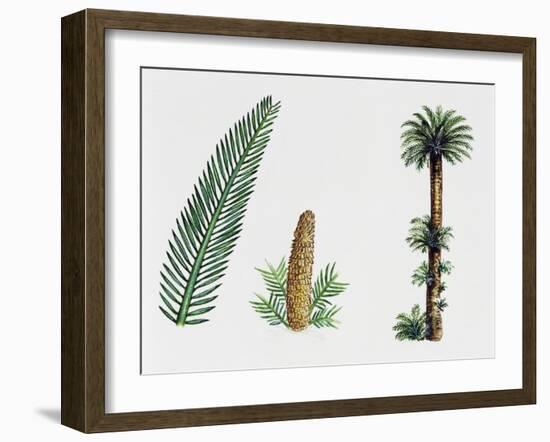 King Sago, Sago Cycad or Japanese Sago Palm (Cycas Revoluta), Cycadaceae, Tree, Leaves and Fruit-null-Framed Giclee Print