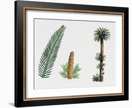 King Sago, Sago Cycad or Japanese Sago Palm (Cycas Revoluta), Cycadaceae, Tree, Leaves and Fruit-null-Framed Giclee Print