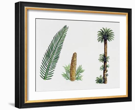 King Sago, Sago Cycad or Japanese Sago Palm (Cycas Revoluta), Cycadaceae, Tree, Leaves and Fruit-null-Framed Giclee Print