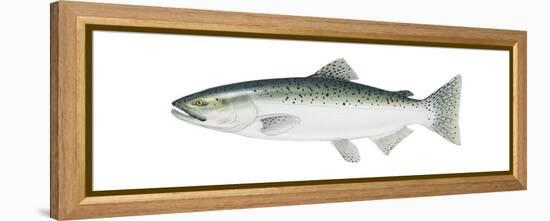 King Salmon (Oncorhynchus Tshawytscha), Fishes-Encyclopaedia Britannica-Framed Stretched Canvas