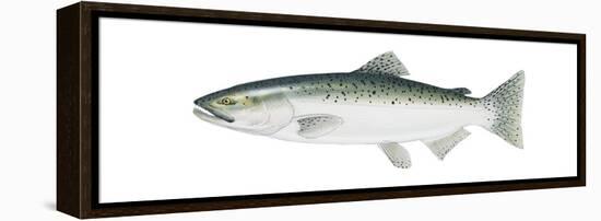 King Salmon (Oncorhynchus Tshawytscha), Fishes-Encyclopaedia Britannica-Framed Stretched Canvas