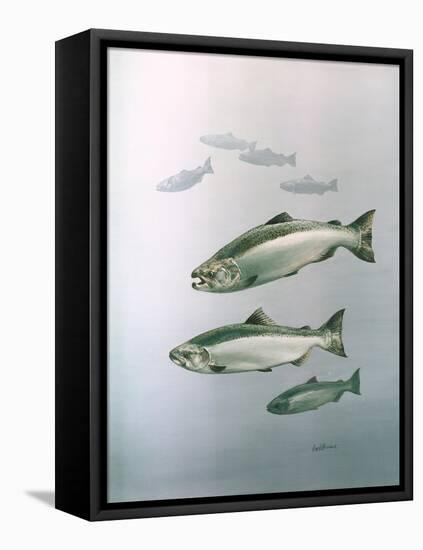 King Salmon-null-Framed Premier Image Canvas