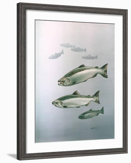 King Salmon-null-Framed Giclee Print