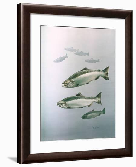 King Salmon-null-Framed Giclee Print