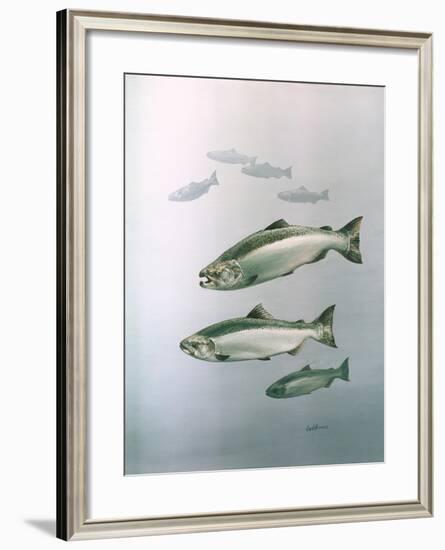 King Salmon-null-Framed Giclee Print