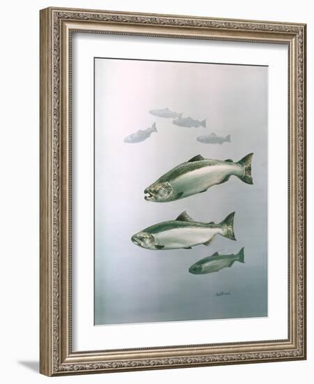 King Salmon-null-Framed Giclee Print