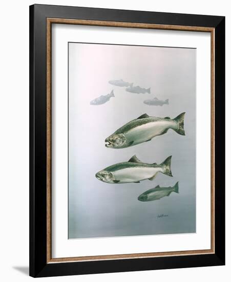 King Salmon-null-Framed Giclee Print