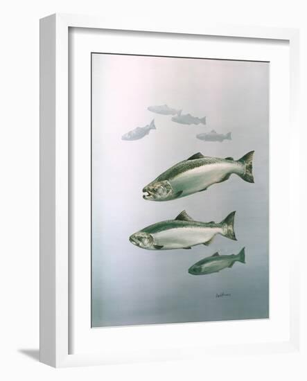 King Salmon-null-Framed Giclee Print