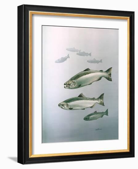 King Salmon-null-Framed Giclee Print