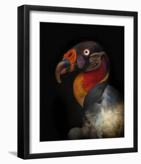 King Vulture-Sarcoramphus Papa-Ferdinando Valverde-Framed Giclee Print