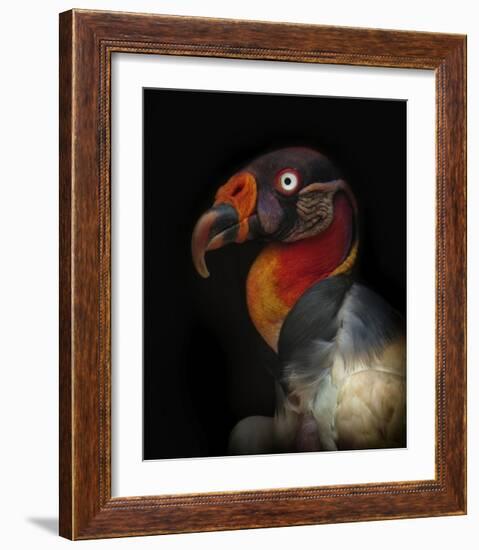 King Vulture-Sarcoramphus Papa-Ferdinando Valverde-Framed Giclee Print