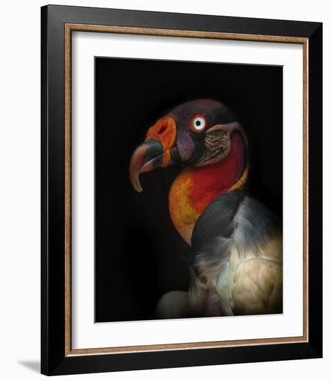 King Vulture-Sarcoramphus Papa-Ferdinando Valverde-Framed Giclee Print