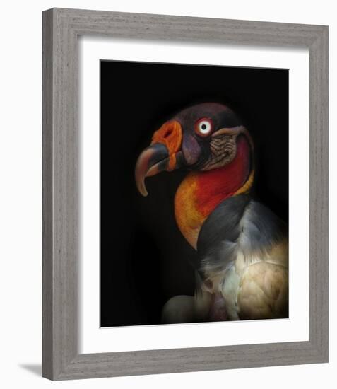 King Vulture-Sarcoramphus Papa-Ferdinando Valverde-Framed Giclee Print