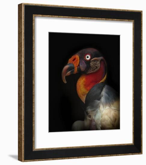 King Vulture-Sarcoramphus Papa-Ferdinando Valverde-Framed Giclee Print