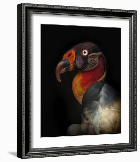 King Vulture-Sarcoramphus Papa-Ferdinando Valverde-Framed Giclee Print