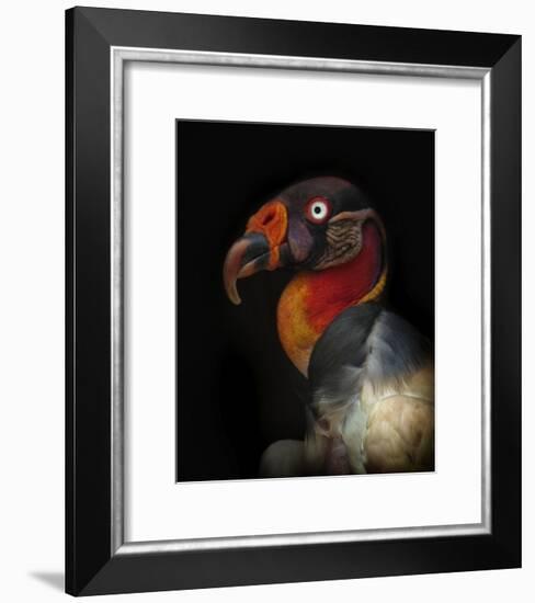 King Vulture-Sarcoramphus Papa-Ferdinando Valverde-Framed Giclee Print