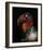 King Vulture-Sarcoramphus Papa-Ferdinando Valverde-Framed Giclee Print