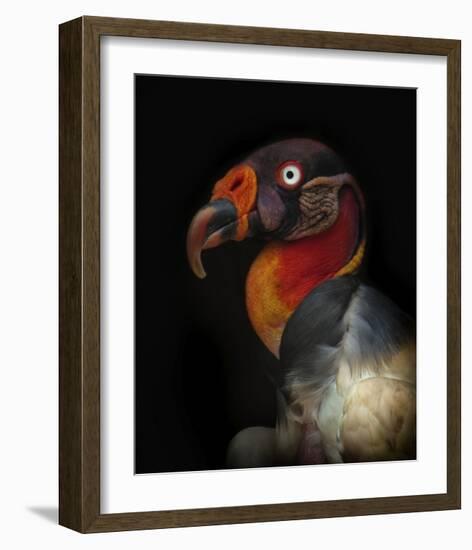 King Vulture-Sarcoramphus Papa-Ferdinando Valverde-Framed Giclee Print