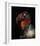 King Vulture-Sarcoramphus Papa-Ferdinando Valverde-Framed Giclee Print