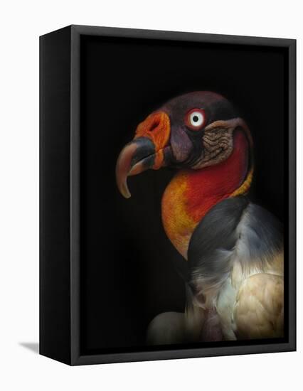 King Vulture-Sarcoramphus Papa-Ferdinando Valverde-Framed Premier Image Canvas