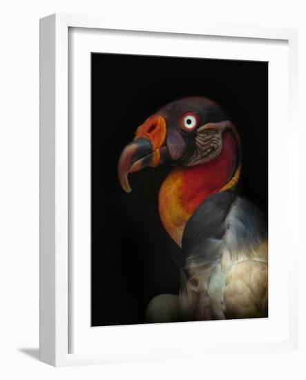 King Vulture-Sarcoramphus Papa-Ferdinando Valverde-Framed Photographic Print