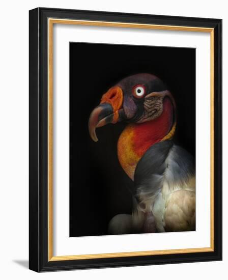 King Vulture-Sarcoramphus Papa-Ferdinando Valverde-Framed Photographic Print