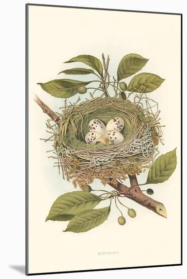 Kingbird Nest and Eggs-null-Mounted Art Print
