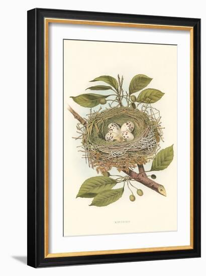 Kingbird Nest and Eggs-null-Framed Art Print