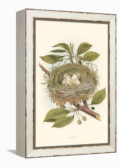 Kingbird Nest and Eggs-null-Framed Stretched Canvas