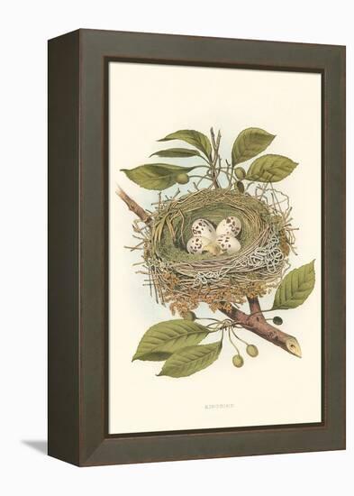 Kingbird Nest and Eggs-null-Framed Stretched Canvas