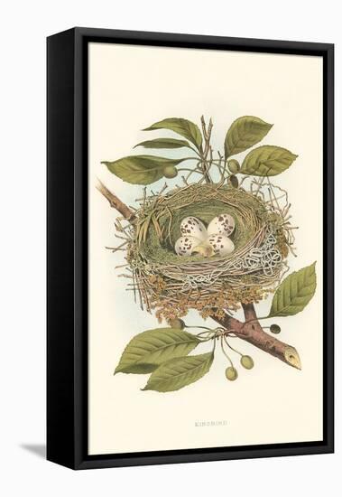 Kingbird Nest and Eggs-null-Framed Stretched Canvas