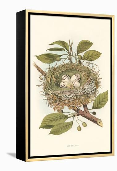 Kingbird Nest and Eggs-null-Framed Stretched Canvas