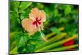 Premium Photographic Print