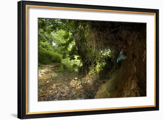 Kingfisher (Alcedo Atthias) Adult Male Flying into Nest with Fish. Halcyon River, England, UK-Charlie Hamilton-Framed Photographic Print