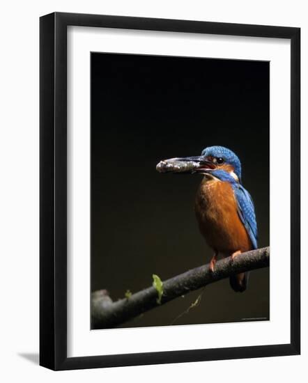 Kingfisher, (Alcedo Atthis), Bielefeld, Germany-Thorsten Milse-Framed Photographic Print