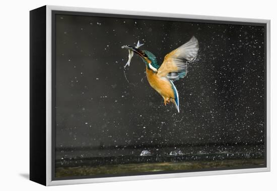 Kingfisher (Alcedo Atthis) in Flight Carrying Fish, Balatonfuzfo, Hungary, January 2009-Novák-Framed Premier Image Canvas