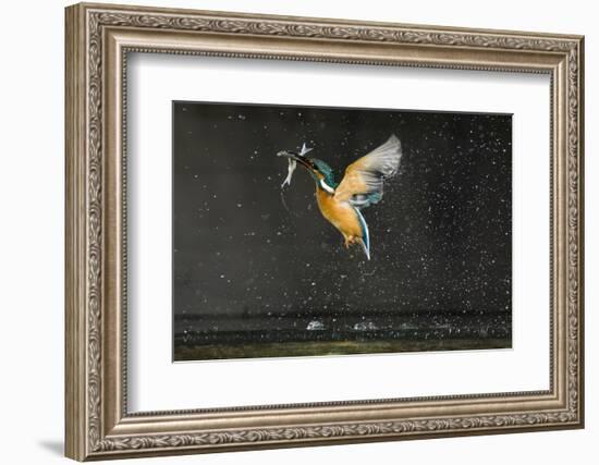 Kingfisher (Alcedo Atthis) in Flight Carrying Fish, Balatonfuzfo, Hungary, January 2009-Novák-Framed Photographic Print