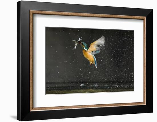 Kingfisher (Alcedo Atthis) in Flight Carrying Fish, Balatonfuzfo, Hungary, January 2009-Novák-Framed Photographic Print