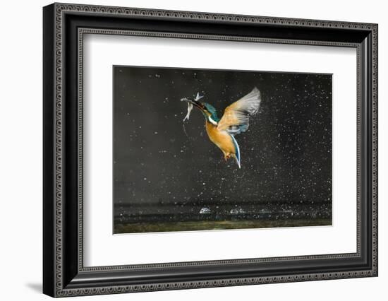 Kingfisher (Alcedo Atthis) in Flight Carrying Fish, Balatonfuzfo, Hungary, January 2009-Novák-Framed Photographic Print