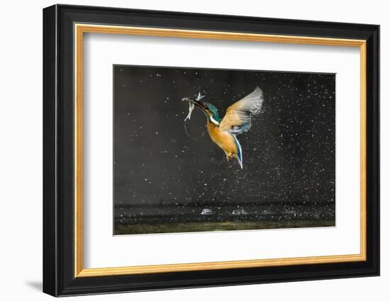 Kingfisher (Alcedo Atthis) in Flight Carrying Fish, Balatonfuzfo, Hungary, January 2009-Novák-Framed Photographic Print