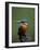 Kingfisher, (Alcedo Atthis), Nrw, Bielefeld, Germany-Thorsten Milse-Framed Photographic Print