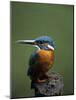 Kingfisher, (Alcedo Atthis), Nrw, Bielefeld, Germany-Thorsten Milse-Mounted Photographic Print