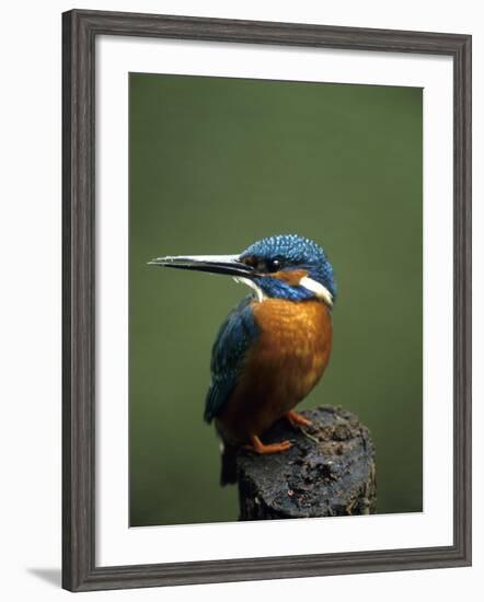 Kingfisher, (Alcedo Atthis), Nrw, Bielefeld, Germany-Thorsten Milse-Framed Photographic Print