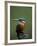 Kingfisher, (Alcedo Atthis), Nrw, Bielefeld, Germany-Thorsten Milse-Framed Photographic Print