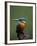 Kingfisher, (Alcedo Atthis), Nrw, Bielefeld, Germany-Thorsten Milse-Framed Photographic Print