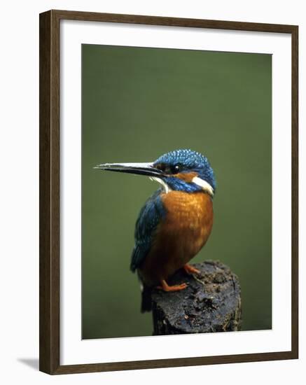 Kingfisher, (Alcedo Atthis), Nrw, Bielefeld, Germany-Thorsten Milse-Framed Photographic Print