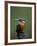 Kingfisher, (Alcedo Atthis), Nrw, Bielefeld, Germany-Thorsten Milse-Framed Photographic Print